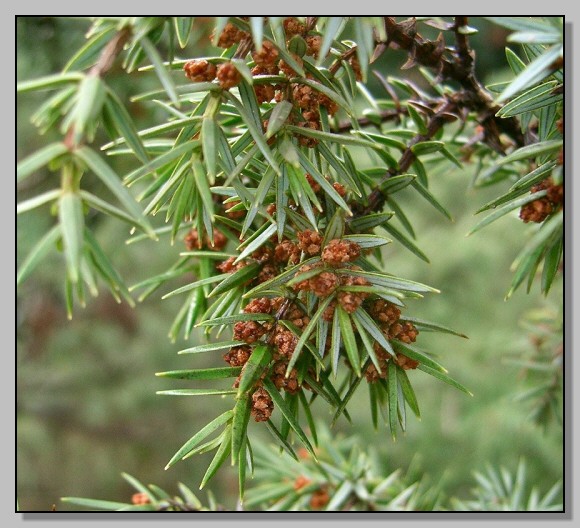 Juniperus phoenicea & Juniperus oxycedrus
